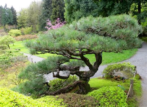 大型庭園樹|大型庭園樹專區 (Garden Tree)以老樹傳承的概念，打。